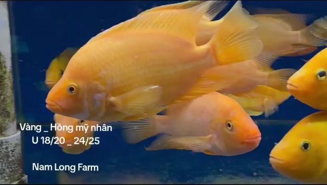 Hồng vàng mỹ nhân_18/20cm,vàng rực,body đẹp. Mua bán Thú cưng khác tại Quận Bình Tân Tp Hồ Chí Minh được đăng bởi cacanhnamlong hình 1