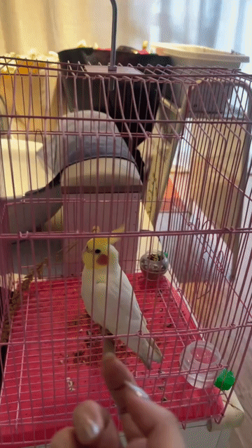 Vẹt Cockatiel Trống Vàng Xám Thân thiện. Mua bán Chim tại Huyện Vĩnh Thạnh Cần Thơ được đăng bởi Nguyễn Quốc Thắng  hình 1