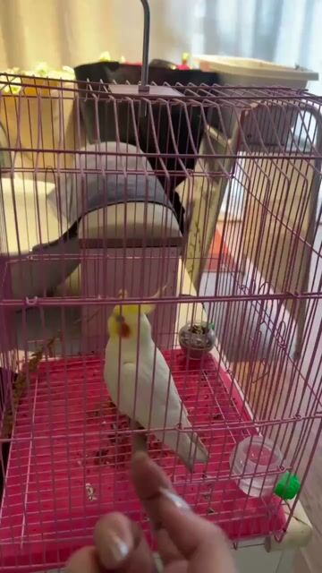 Vẹt Cockatiel Trống Vàng Xám Thân thiện. Mua bán Chim tại Huyện Vĩnh Thạnh Cần Thơ được đăng bởi Nguyễn Quốc Thắng  hình 1