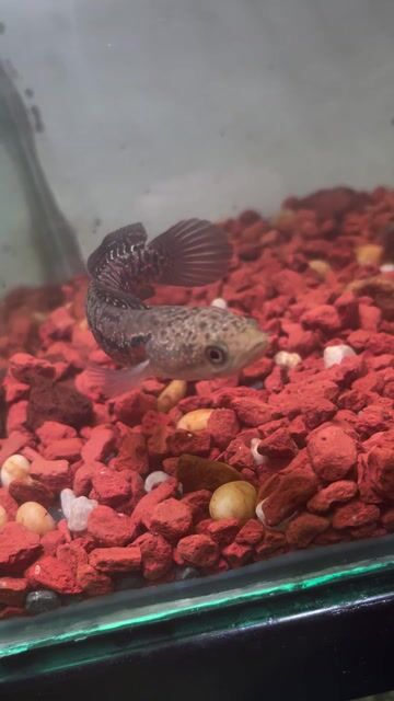 Cá lóc cảnh trân châu Đỏ 12cm. Mua bán Thú cưng khác tại Huyện Cần Giuộc Long An được đăng bởi Tài hình 1