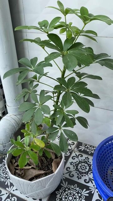 Cây Ngũ gia bì cây lớn nhà trồng. Mua bán Cây cảnh, đồ trang trí tại Thành phố Huế Thừa Thiên Huế được đăng bởi Dieu Quang Cây hình 1