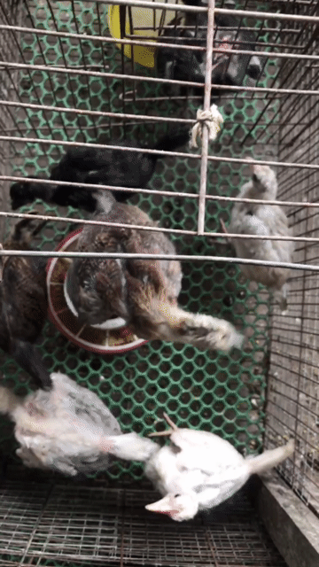 Gà Peru Mỹ 2 tháng tuổi. Mua bán Gà tại Huyện Cầu Kè Trà Vinh được đăng bởi khai Trương hình 1