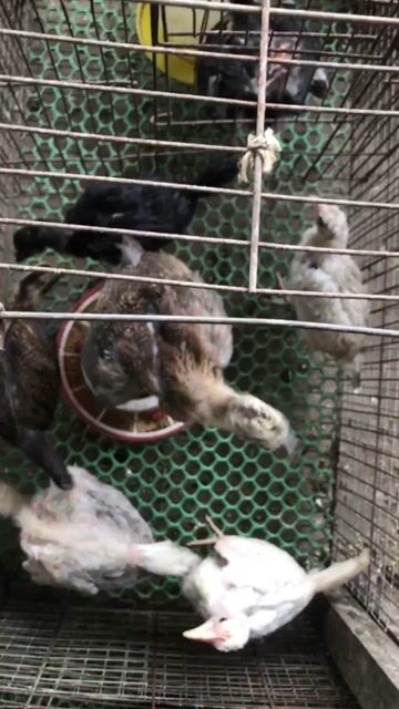 Gà Peru Mỹ 2 tháng tuổi. Mua bán Gà tại Huyện Cầu Kè Trà Vinh được đăng bởi khai Trương hình 1
