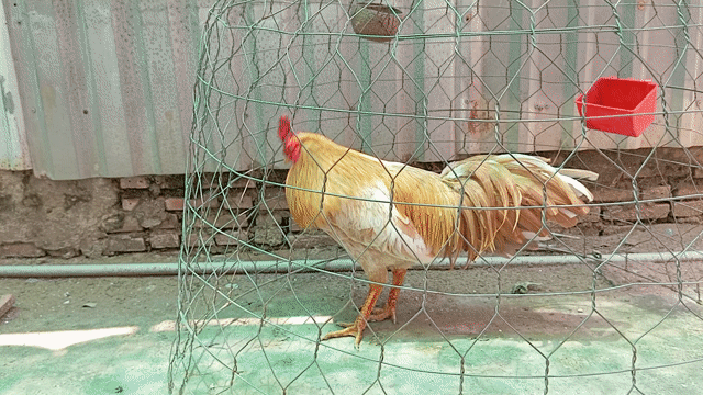 Gà chọi Vàng khét 3kg Đực. Mua bán Gà tại Huyện Lấp Vò Đồng Tháp được đăng bởi gà đồng tháp  hình 1