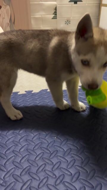 Husky cái 60 ngày tuổi. Mua bán Chó tại Quận 11 Tp Hồ Chí Minh được đăng bởi Kim Xuân hình 1