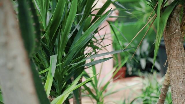 Model - CarmellaAngel dildo