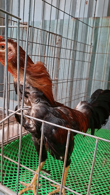 Tre tơ 1kg230 còn lên lông xấu . Mua bán Gà tại Quận Phú Nhuận Tp Hồ Chí Minh được đăng bởi Bán Gà Tre hình 1