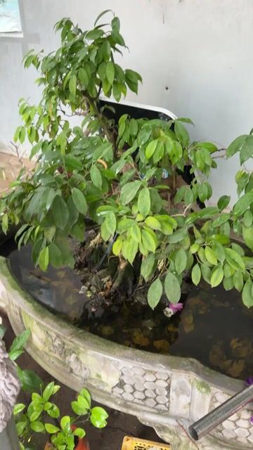 bán xe SH 125 CC. Mua bán Xe máy tại Quận Đống Đa Hà Nội được đăng bởi Hoàng Tuấn Anh hình 1