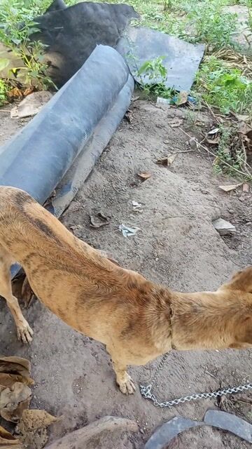 Chó Vện hổ con. Mua bán Chó tại Huyện Trảng Bom Đồng Nai được đăng bởi Xuân Hà hình 1