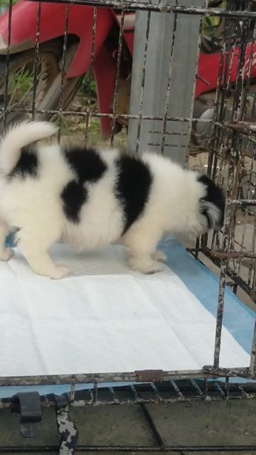 Chó Nhật lai con đen trắng đã tiêm. Mua bán Chó tại Huyện Chơn Thành Bình Phước được đăng bởi Cam Gjang Huynh hình 1