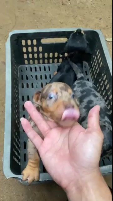 cún Tăc ken vàng - socola - đen ú đẹp  (CT). Mua bán Chó tại Quận Ninh Kiều Cần Thơ được đăng bởi Kim Sơn Thạch hình 1