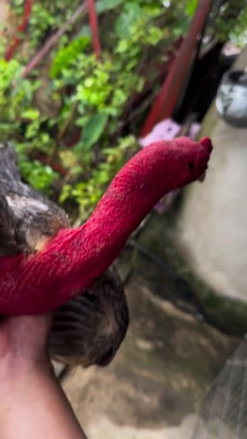 Gà chọi Đực màu Đỏ Đen. Mua bán Gà tại Quận Ba Đình Hà Nội được đăng bởi sdt O ba hai chin nam bay bon sau tam bay hình 1