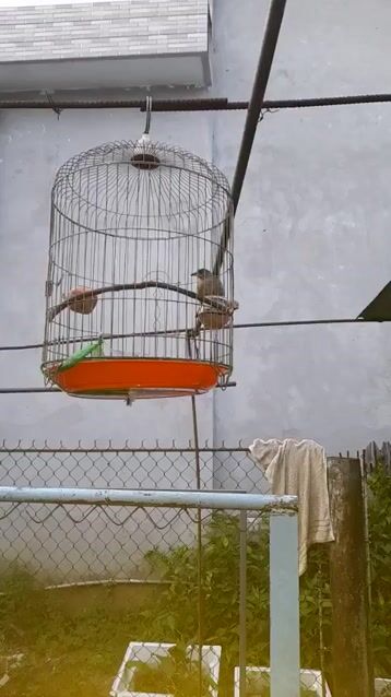 chim trao trảo. Mua bán Chim tại Thị xã Bình Minh Vĩnh Long được đăng bởi Nguyễn văn tí hình 1