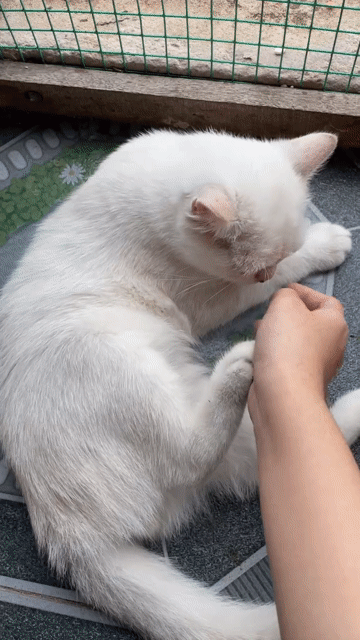 Mèo Golden nhà đẻ, cá siêu rẻ. Mua bán Mèo tại Huyện Vĩnh Lợi Bạc Liêu được đăng bởi Khánh hình 1