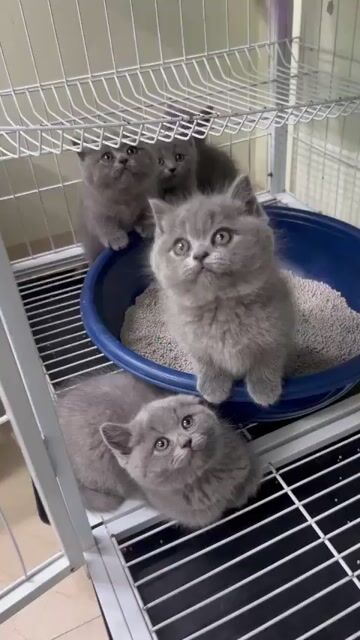 Mèo Anh lông ngắn Xám Đực Cái đã tiêm phòng. Mua bán Mèo tại Quận 6 Tp Hồ Chí Minh được đăng bởi Thomnguyen hình 1