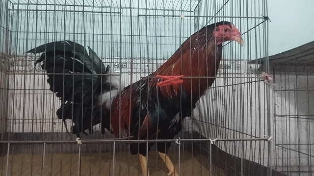 Gà trống Mỹ 2.6kg đỏ đen. Mua bán Gà tại Huyện Bình Chánh Tp Hồ Chí Minh được đăng bởi Benz Gà Lai hình 1