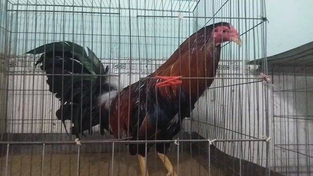 Gà trống Mỹ 2.6kg đỏ đen. Mua bán Gà tại Huyện Bình Chánh Tp Hồ Chí Minh được đăng bởi Benz Gà Lai hình 1