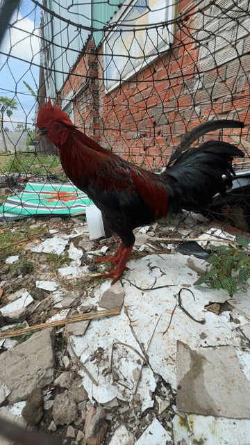 Gà chọi Đỏ đen 2.9kg. Mua bán Gà tại Huyện Bình Chánh Tp Hồ Chí Minh được đăng bởi có hay không hình 1