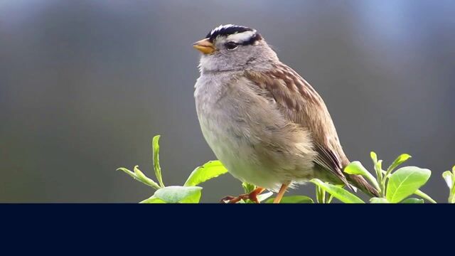 Bird Compilation