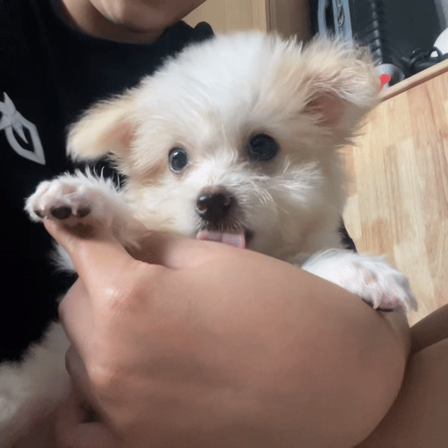 Chó Phốc Sóc  2 tháng Trắng kem. Mua bán Chó tại Quận Gò Vấp Tp Hồ Chí Minh được đăng bởi Ngg Thanh Thảo hình 1