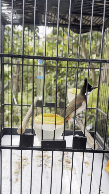 Chim cảnh màu Nâu, trắng, đen. Mua bán Chim tại Huyện Thường Tín Hà Nội được đăng bởi Nguyễn văn toản  hình 1