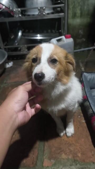 Chó Sú-gơ trắng nâu đã tiêm. Mua bán Chó tại Huyện Nhà Bè Tp Hồ Chí Minh được đăng bởi Lưu Huỳnh hình 1