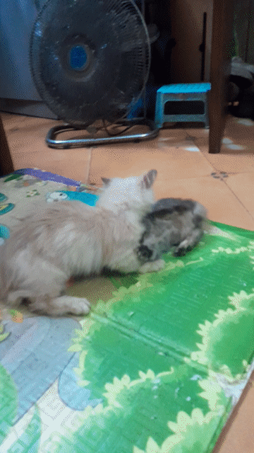 Mèo Chân lùn  Tabby. Mua bán Mèo tại Quận Hoàng Mai Hà Nội được đăng bởi Harrientnguyen hình 1