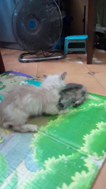 Mèo Chân lùn  Tabby. Mua bán Mèo tại Quận Hoàng Mai Hà Nội được đăng bởi Harrientnguyen hình 1