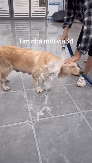 Chó Golden Cái Vàng kem 15 tháng. Mua bán Chó tại Huyện Krông Pa Gia Lai được đăng bởi Phạm Hồng Nhân hình 1