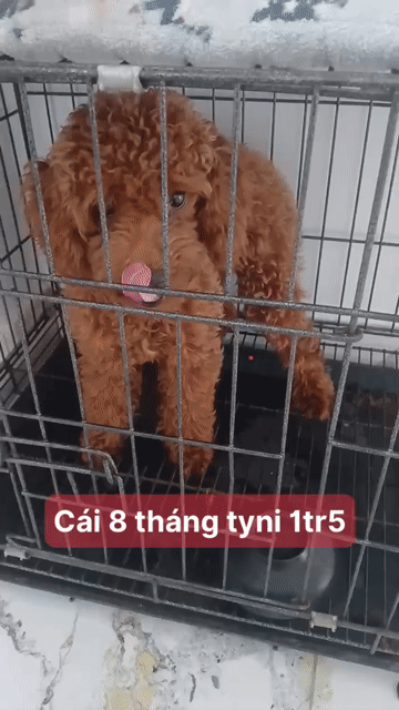 chó cái. Mua bán Chó tại Huyện Củ Chi Tp Hồ Chí Minh được đăng bởi Lan Hoang hình 1