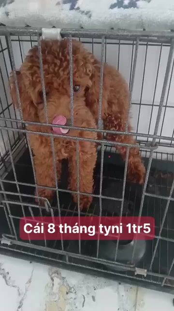 chó cái. Mua bán Chó tại Huyện Củ Chi Tp Hồ Chí Minh được đăng bởi Lan Hoang hình 1