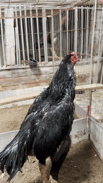 Gà chọi Đen Đực. Mua bán Gà tại Huyện Thanh Trì Hà Nội được đăng bởi Thuỷ hình 1