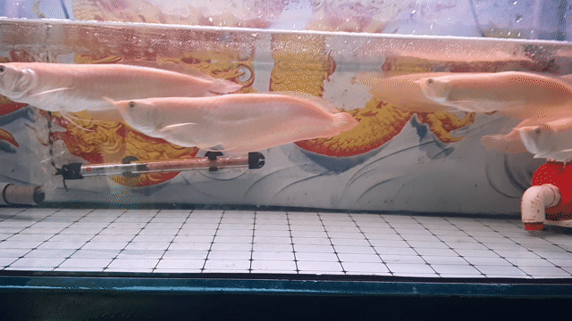 Cá Rồng Ngân Long Albino 26-32cm Khỏe mạnh. Mua bán Thú cưng khác tại Thị xã Tân Uyên Bình Dương được đăng bởi phan van ngung hình 1