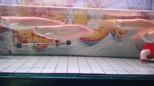 Cá Rồng Ngân Long Albino 26-32cm Khỏe mạnh. Mua bán Thú cưng khác tại Thị xã Tân Uyên Bình Dương được đăng bởi phan van ngung hình 1