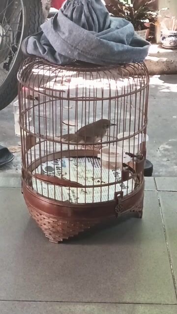Chim Tiểu mi trống 8 tháng thanh lý Cả bộ. Mua bán Chim tại Quận Bình Thạnh Tp Hồ Chí Minh được đăng bởi Tuấn chim cảnh hình 1