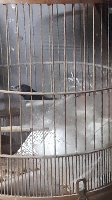 thanh ly choe than. Mua bán Chim tại Quận 7 Tp Hồ Chí Minh được đăng bởi Adat hình 1