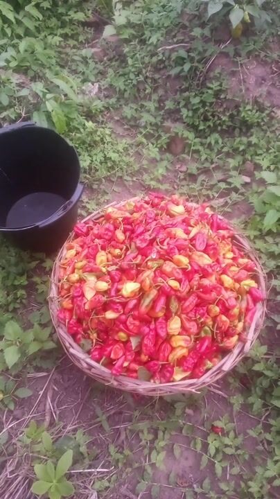 Pepper (Ata Rodo) video thumbnail