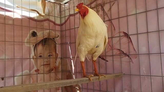 liên giáp 3kg1 tay như con bò đá liền. Mua bán Gà tại Huyện Châu Thành An Giang được đăng bởi Nhi Gà Đá hình 1
