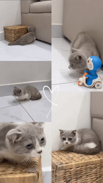 Mèo Anh Lông Ngắn Munchkin Bililac 3 tháng. Mua bán Mèo tại Quận 12 Tp Hồ Chí Minh được đăng bởi Phuoc Hieu hình 1