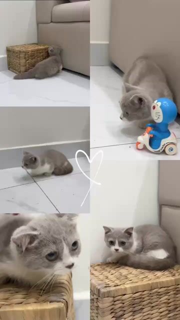 Mèo Anh Lông Ngắn Munchkin Bililac 3 tháng. Mua bán Mèo tại Quận 12 Tp Hồ Chí Minh được đăng bởi Phuoc Hieu hình 1