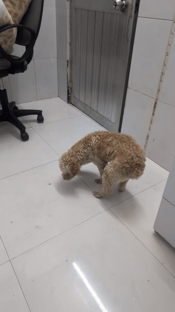 Chó Poodle đực Vàng kem. Mua bán Chó tại Huyện Lai Vung Đồng Tháp được đăng bởi Ngọc  hình 1