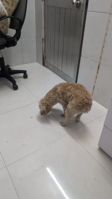 Chó Poodle đực Vàng kem. Mua bán Chó tại Huyện Lai Vung Đồng Tháp được đăng bởi Ngọc  hình 1