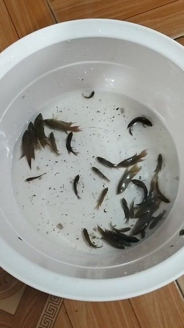Cá cờ đủ màu đủ size 30 con. Mua bán Thú cưng khác tại Quận Hoàng Mai Hà Nội được đăng bởi Bia Hà Nội hình 1