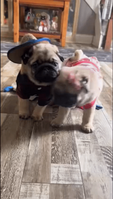 Chó Pug vàng cát cả hai. Mua bán Chó tại Quận Hoàng Mai Hà Nội được đăng bởi Giang  hình 1