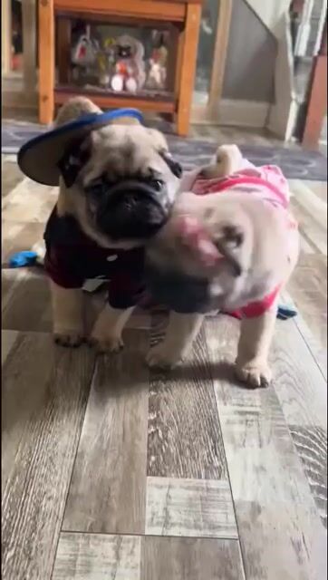 Chó Pug vàng cát cả hai. Mua bán Chó tại Quận Hoàng Mai Hà Nội được đăng bởi Giang  hình 1