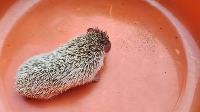 nhím cảnh đẹp mua alo mình. Mua bán Thú cưng khác tại Quận 1 Tp Hồ Chí Minh được đăng bởi Vanpha Nguyen hình 1