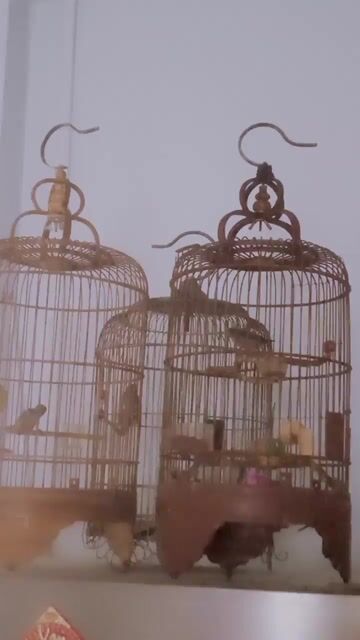 Chim Ốc mít mép cam chuối cứng và cám cứng. Mua bán Chim tại Thành phố Thủ Đức Tp Hồ Chí Minh được đăng bởi Nguyễn Quang Vinh hình 1