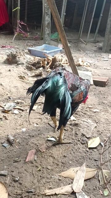 Gà chọi tơ Đen, nâu. Mua bán Gà tại Huyện Củ Chi Tp Hồ Chí Minh được đăng bởi Vô Tâm Nhóc hình 1