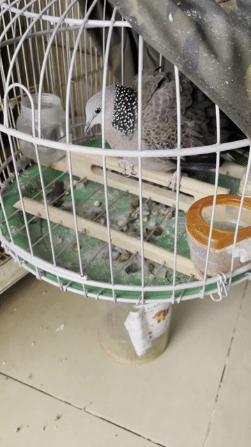 Chim cu gáy Xám hồng Gáy gù mọi địa hình. Mua bán Chim tại Quận Bình Thạnh Tp Hồ Chí Minh được đăng bởi Tran Thi Mai hình 1