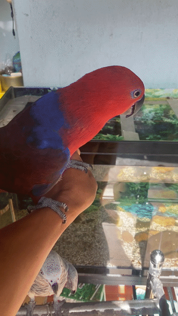 Chim Vẹt Eclectus Cái 11 tháng Đỏ. Mua bán Chim tại Thành phố Biên Hòa Đồng Nai được đăng bởi Hiệp Cá Cảnh hình 1